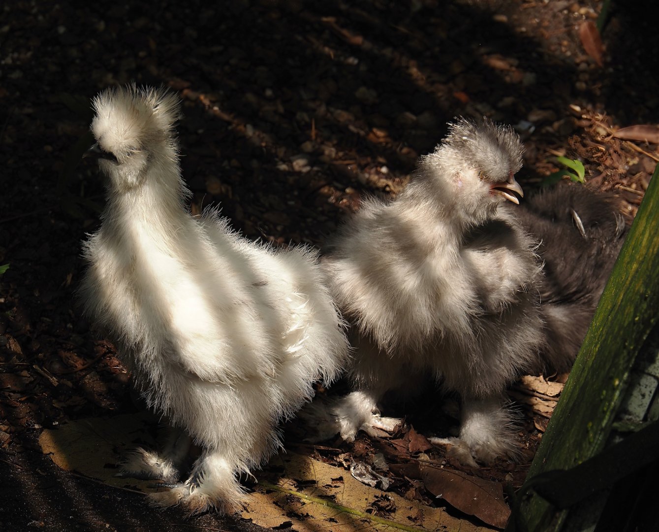 Jungola - Rimbula greenhouse - Silky chickens (Gallus gallus domesticus), 2024-06-23