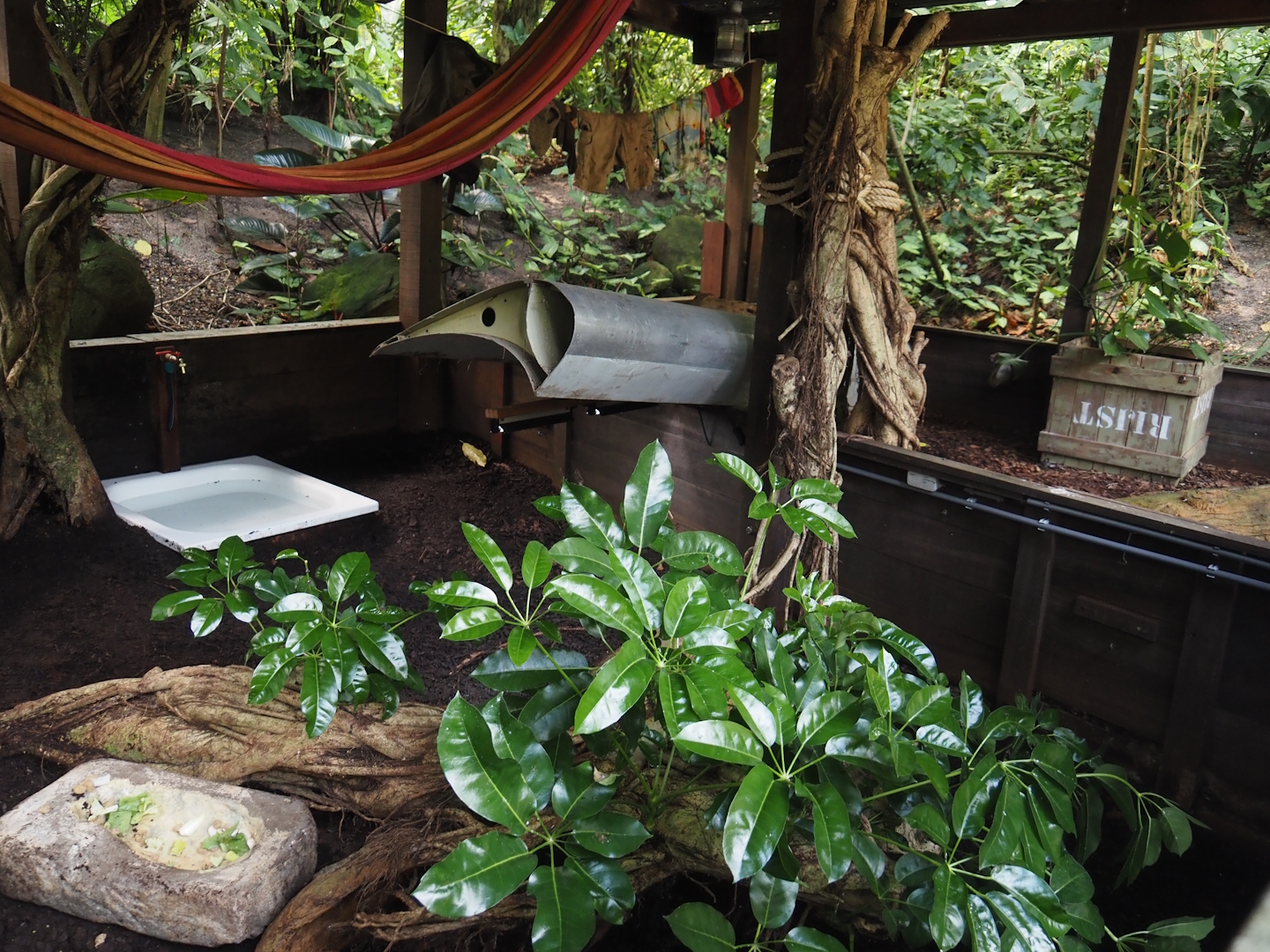 Jungola - Rimbula greenhouse - Southern brown tortoise exhibit, 2024-06-23