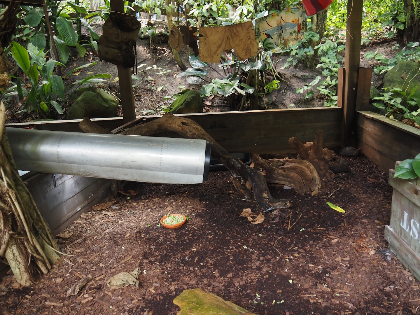 Jungola - Rimbula greenhouse - Southern brown tortoise exhibit, 2024-06-23