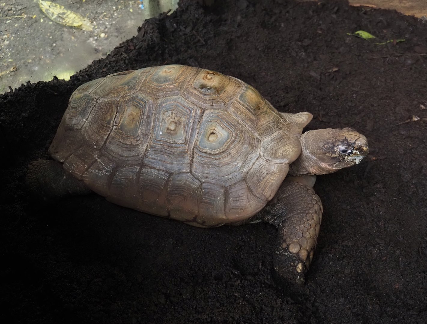 Jungola - Rimbula greenhouse - Southern brown tortoise (Manouria emys emys), 2024-06-23