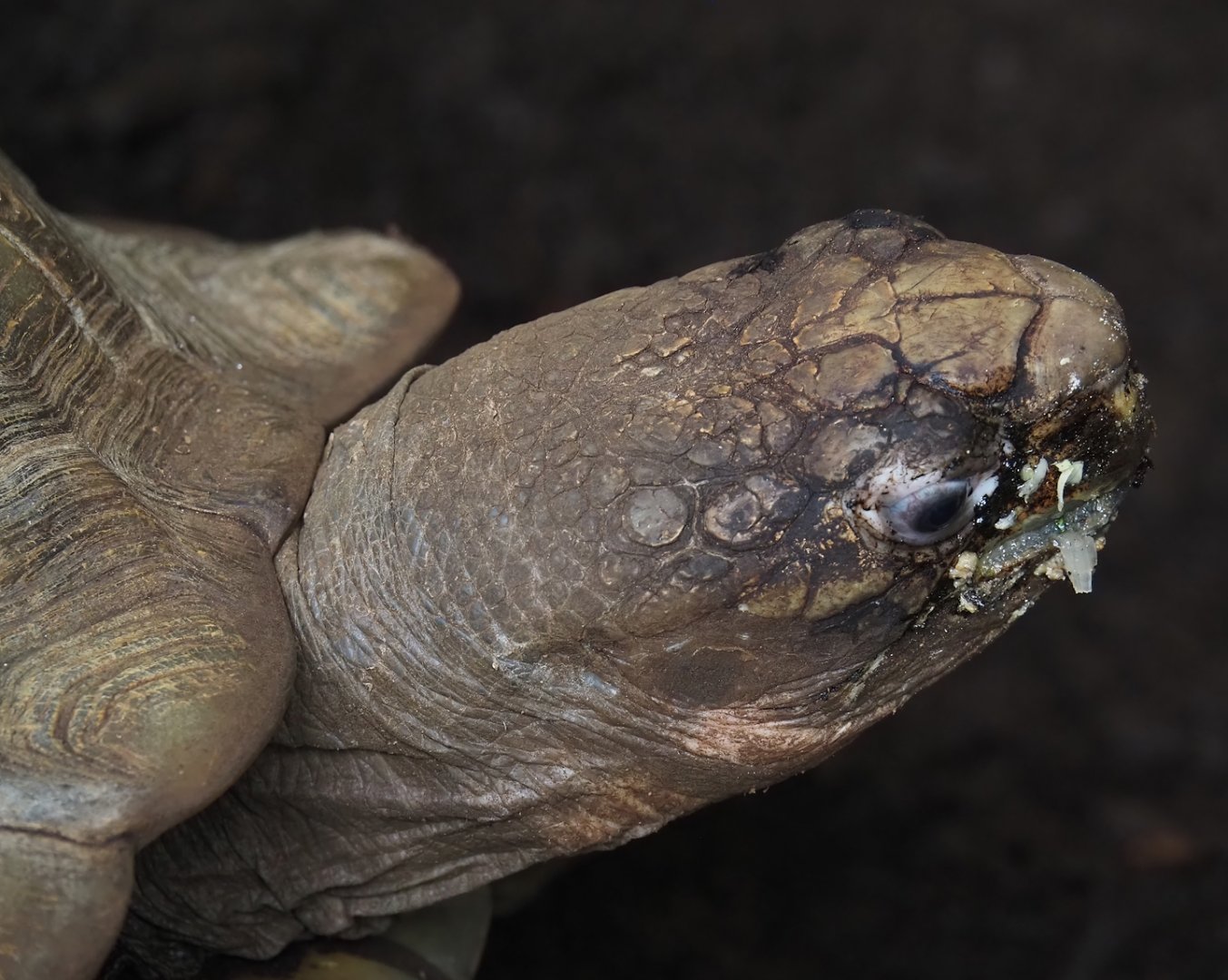 Jungola - Rimbula greenhouse - Southern brown tortoise (Manouria emys emys), 2024-06-23