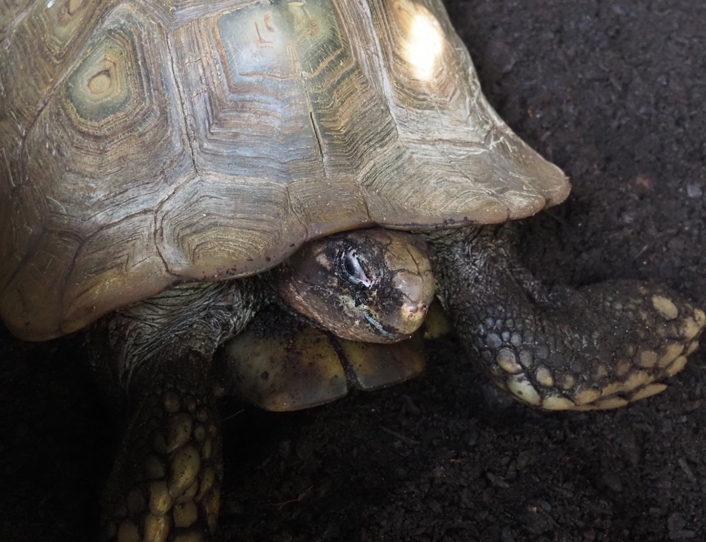 Jungola - Rimbula greenhouse - Southern brown tortoise (Manouria emys emys), 2024-06-23