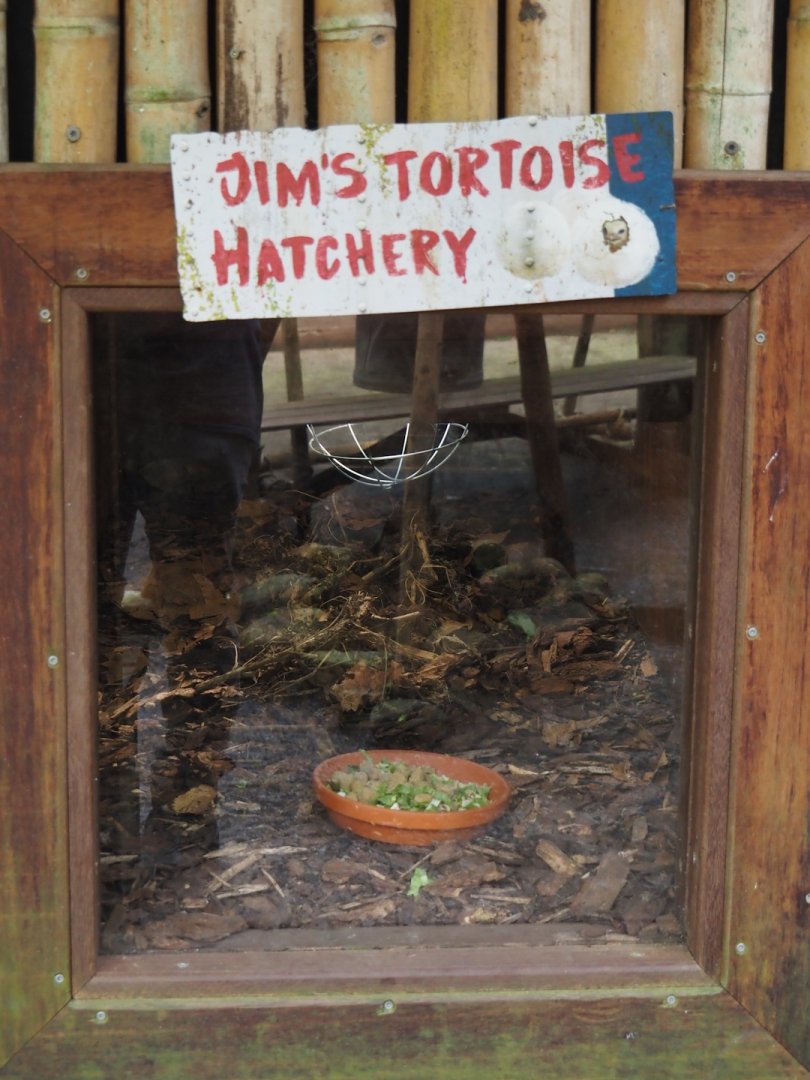 Jungola - Rimbula greenhouse - Southern brown tortoise nursery terrarium, 2024-06-23