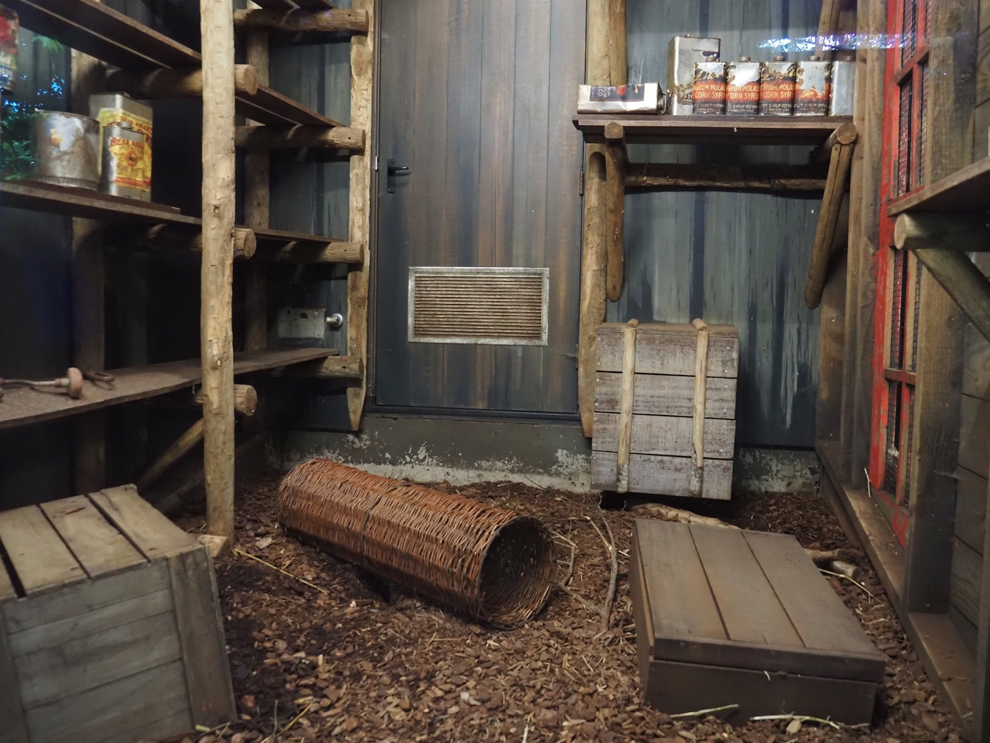 Jungola - Southern three-banded armadillo house exhibit, 2024-06-23