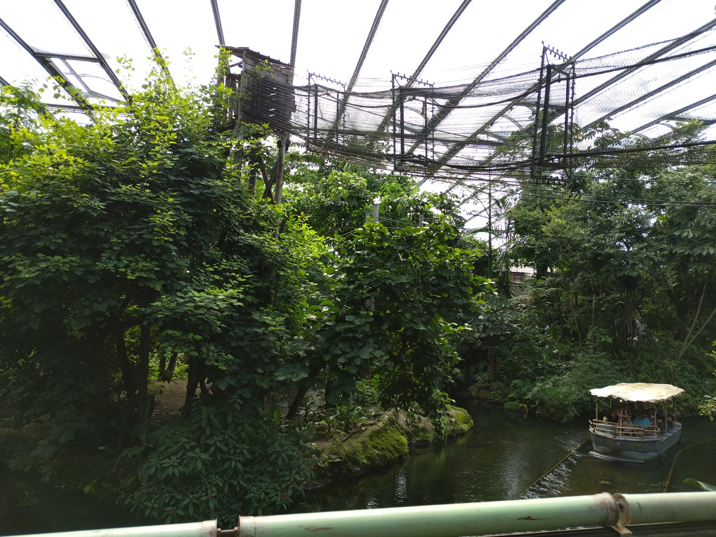 Jungola spider monkey island