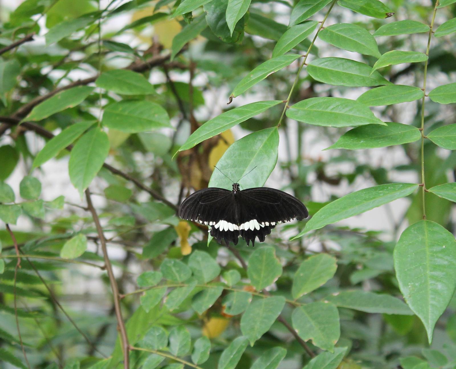 Jungola - Swallow-tailed butterfly