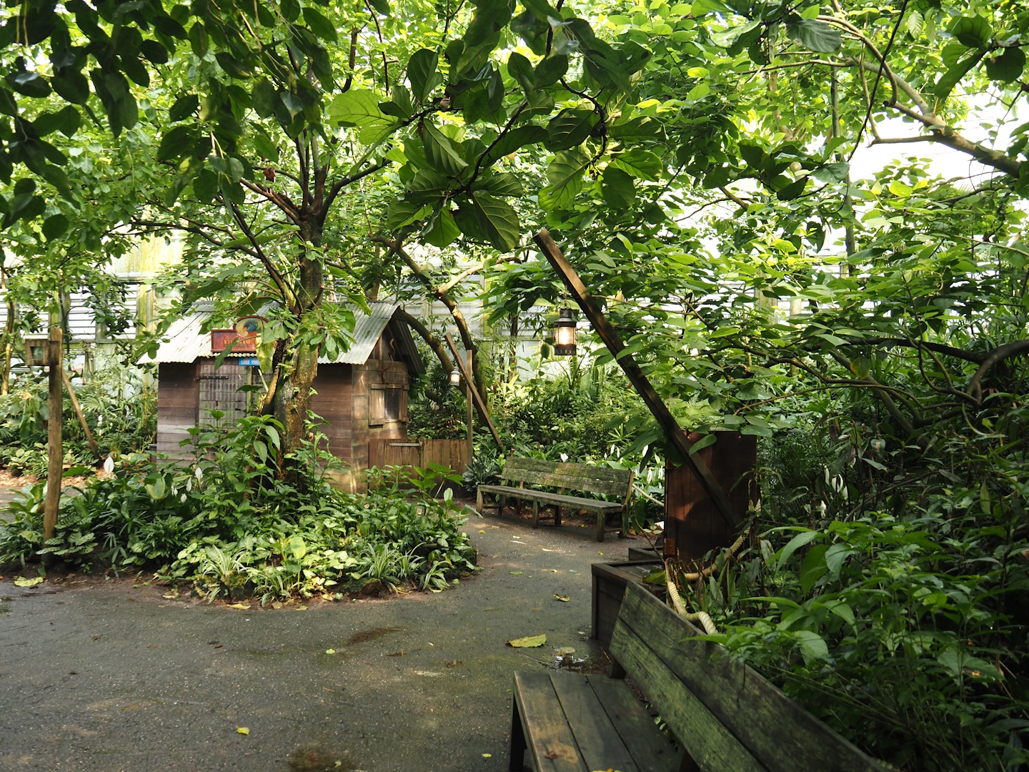 Jungola - View in Birdy Bush in Rimbula greenhouse, 2024-06-23