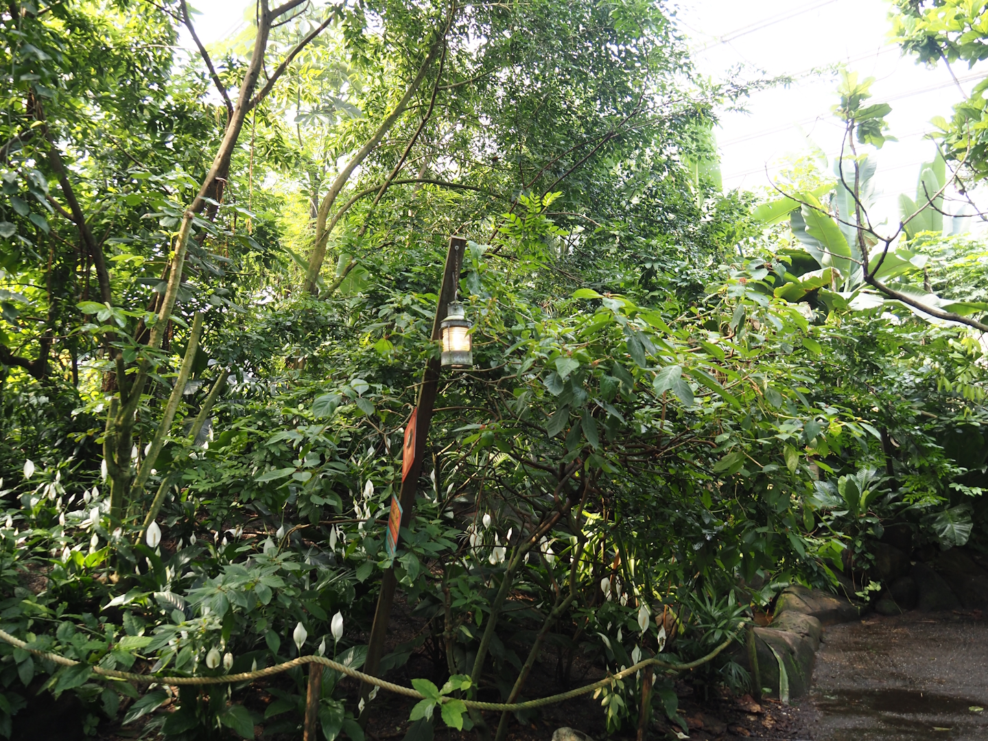 Jungola - View in Birdy Bush in Rimbula greenhouse, 2024-06-23