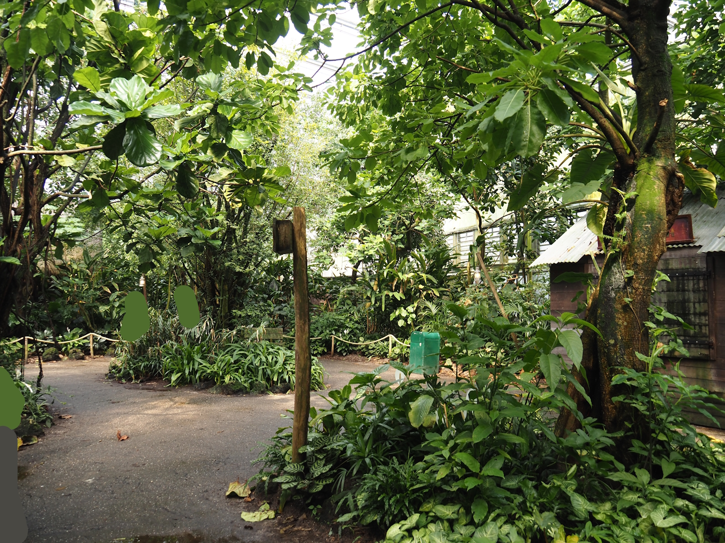 Jungola - View in Birdy Bush in Rimbula greenhouse, 2024-06-23