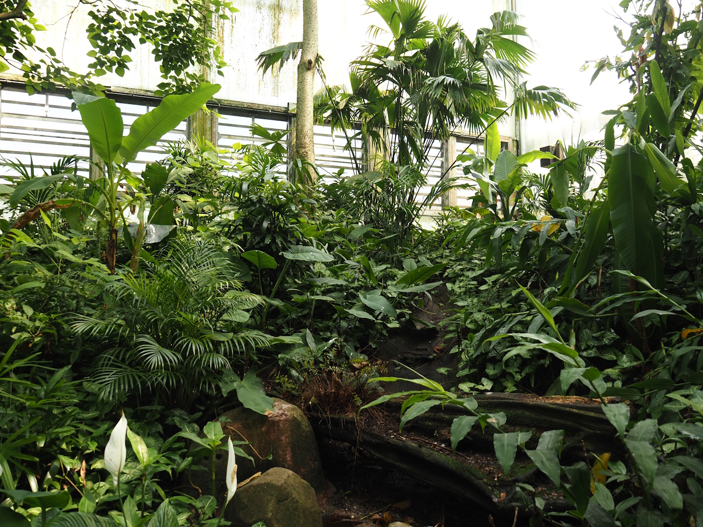 Jungola - View in Birdy Bush in Rimbula greenhouse, 2024-06-23