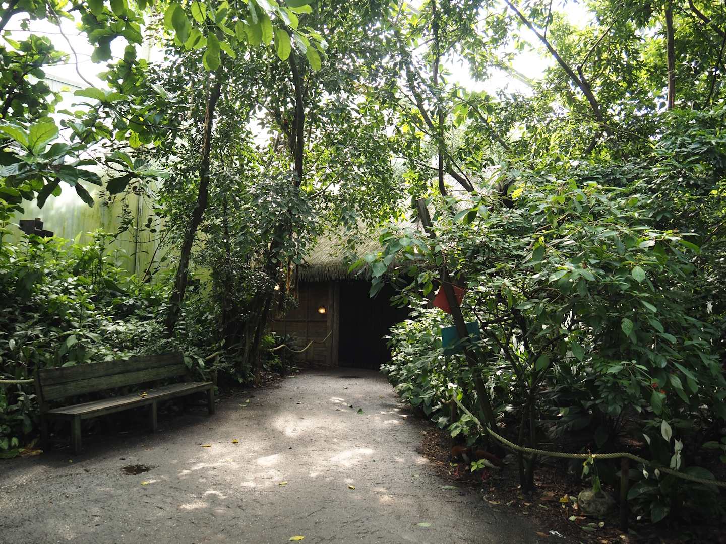 Jungola - View in Birdy Bush in Rimbula greenhouse, 2024-06-23