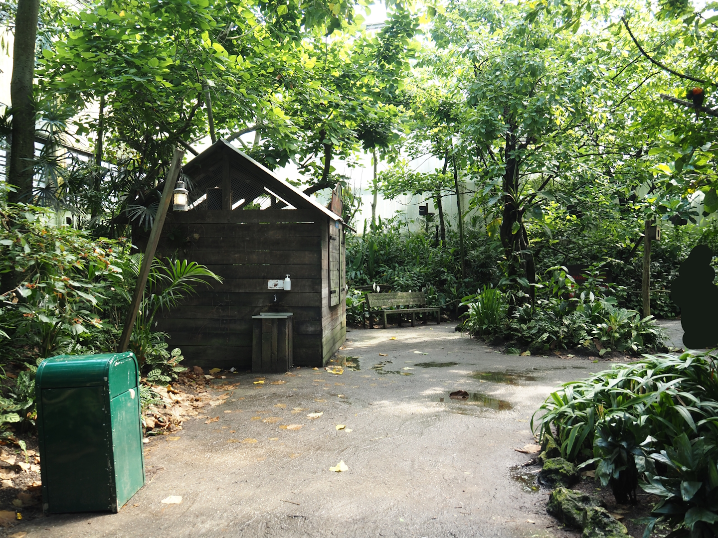 Jungola - View in Birdy Bush in Rimbula greenhouse, 2024-06-23