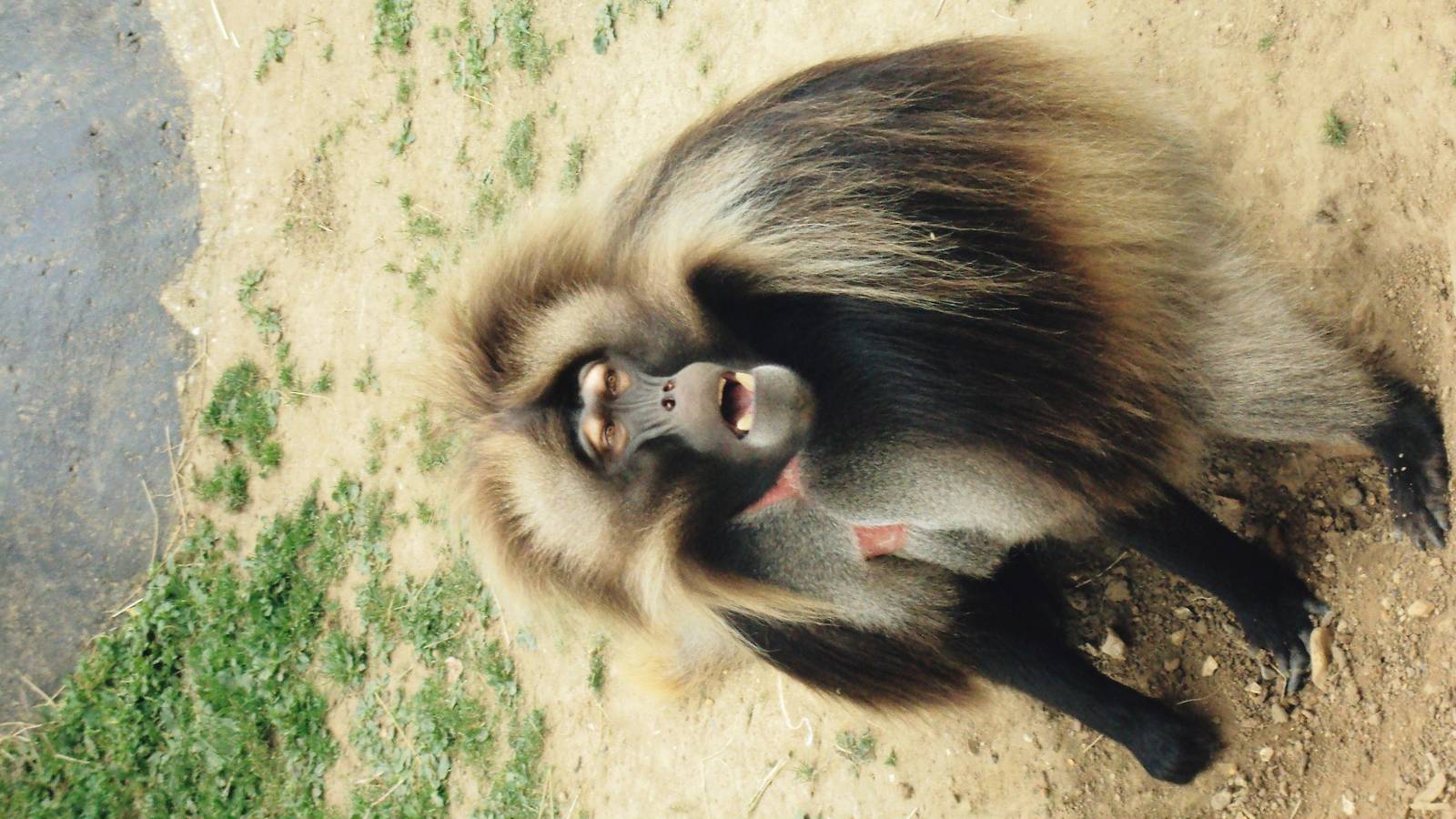 Junior the gelada baboon