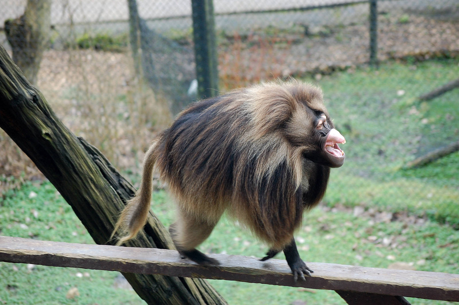 Junior the Gelada
