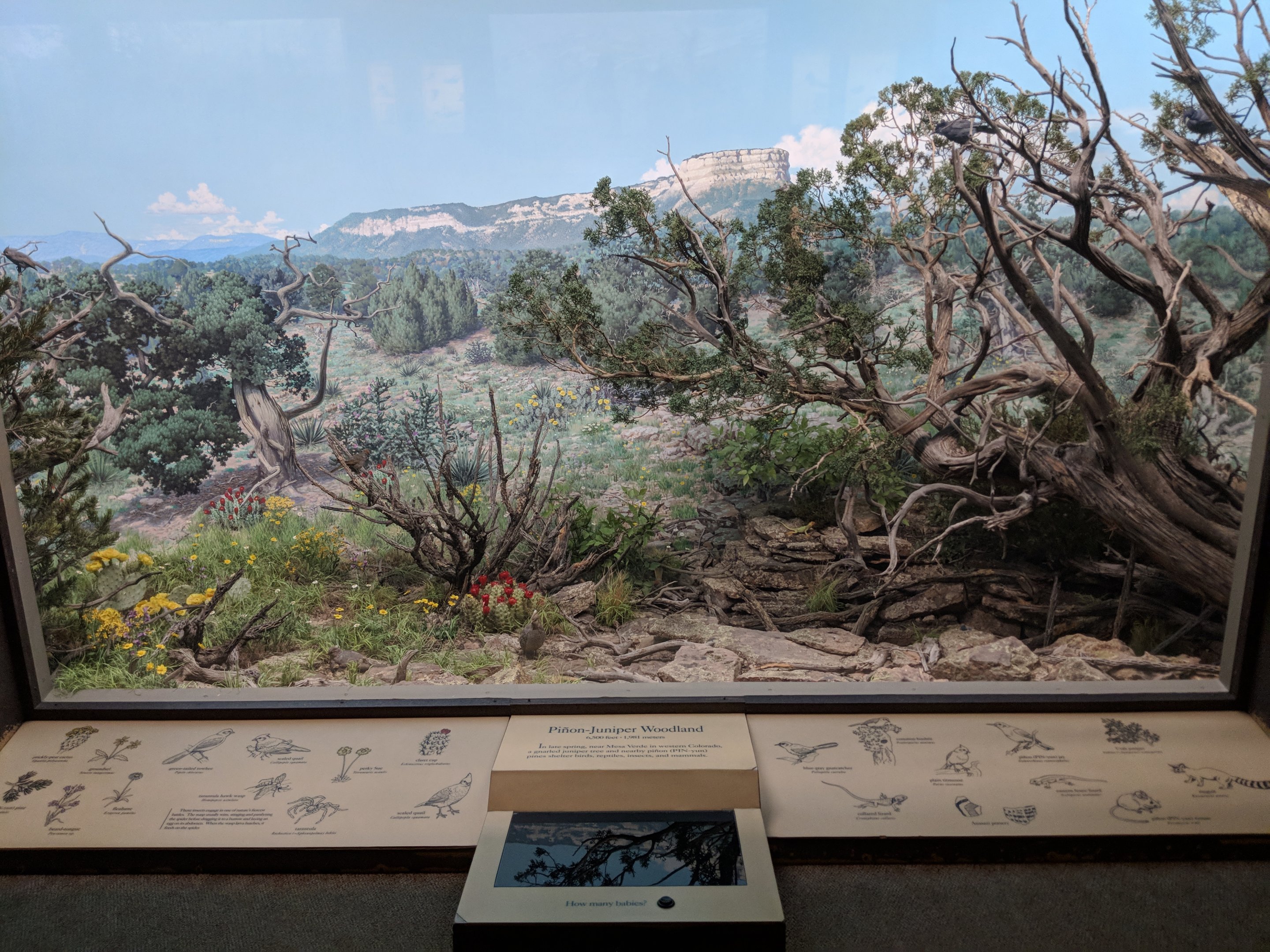 Juniper Pinyon Woodland Diorama