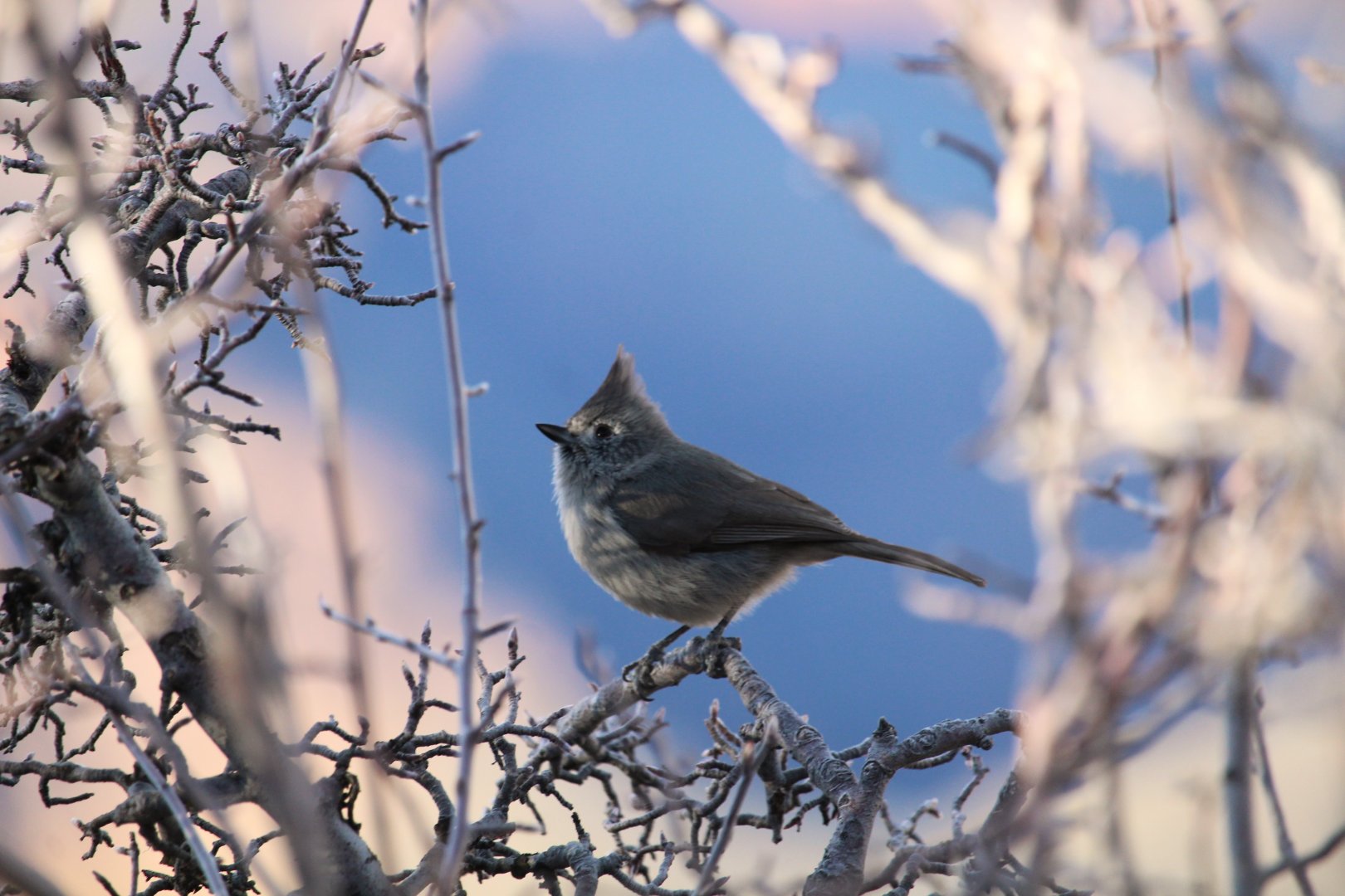Juniper Titmouse
