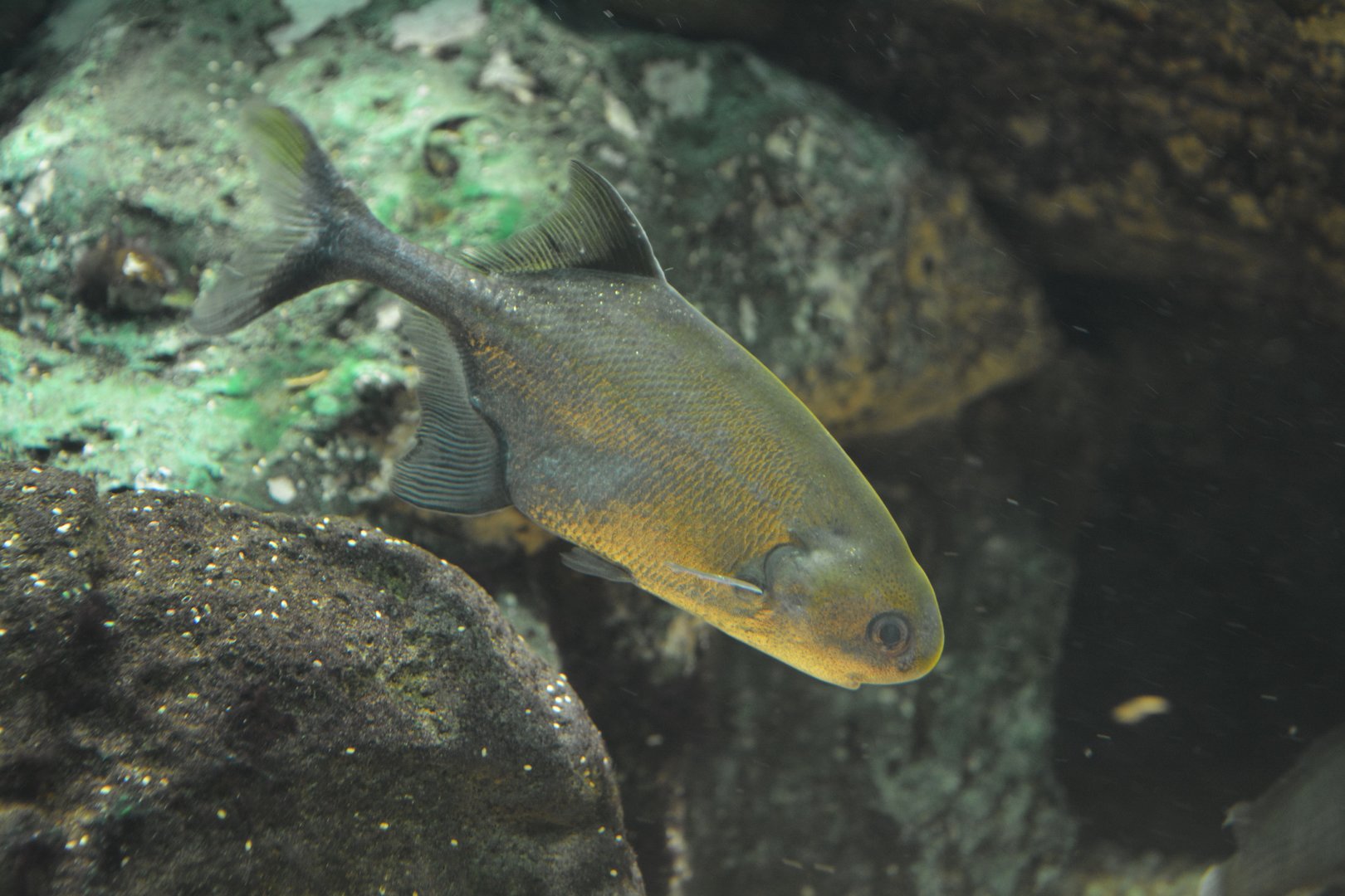 Junk mormyrid (Petrocephalus tenuicauda)