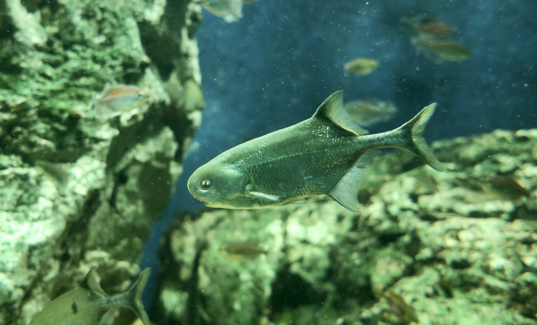 Junk Mormyrid (Petrocephalus tenuicauda)