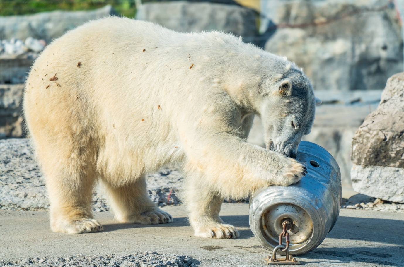 Juno the female Polar Bear