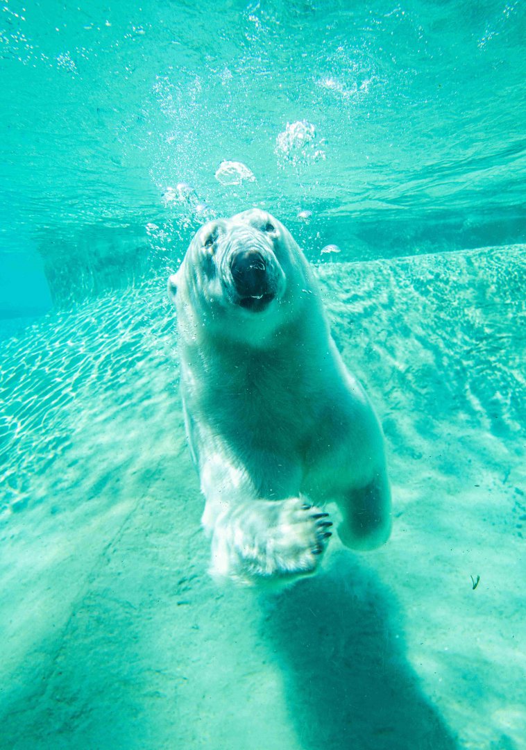 Juno the female Polar Bear