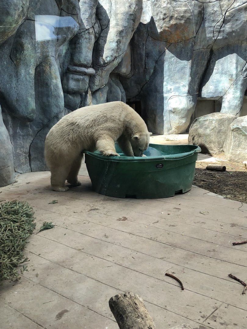 Juno the Polar Bear playing with a barrel