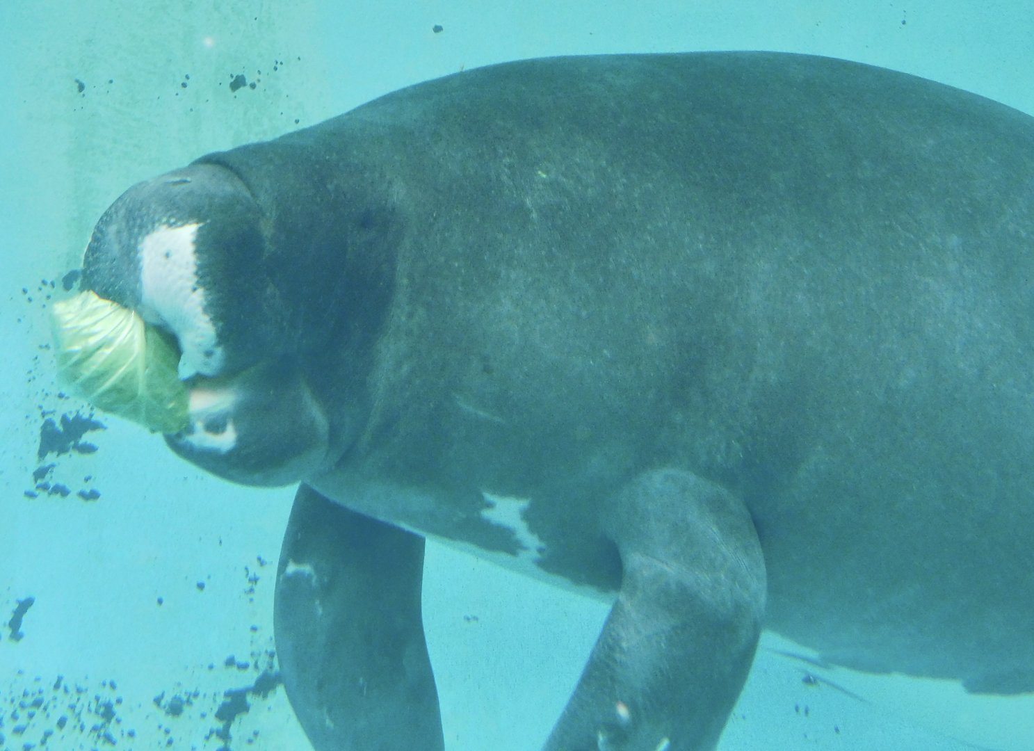 Junto the Amazonian Manatee (Trichechus inunguis) December 6, 2025
