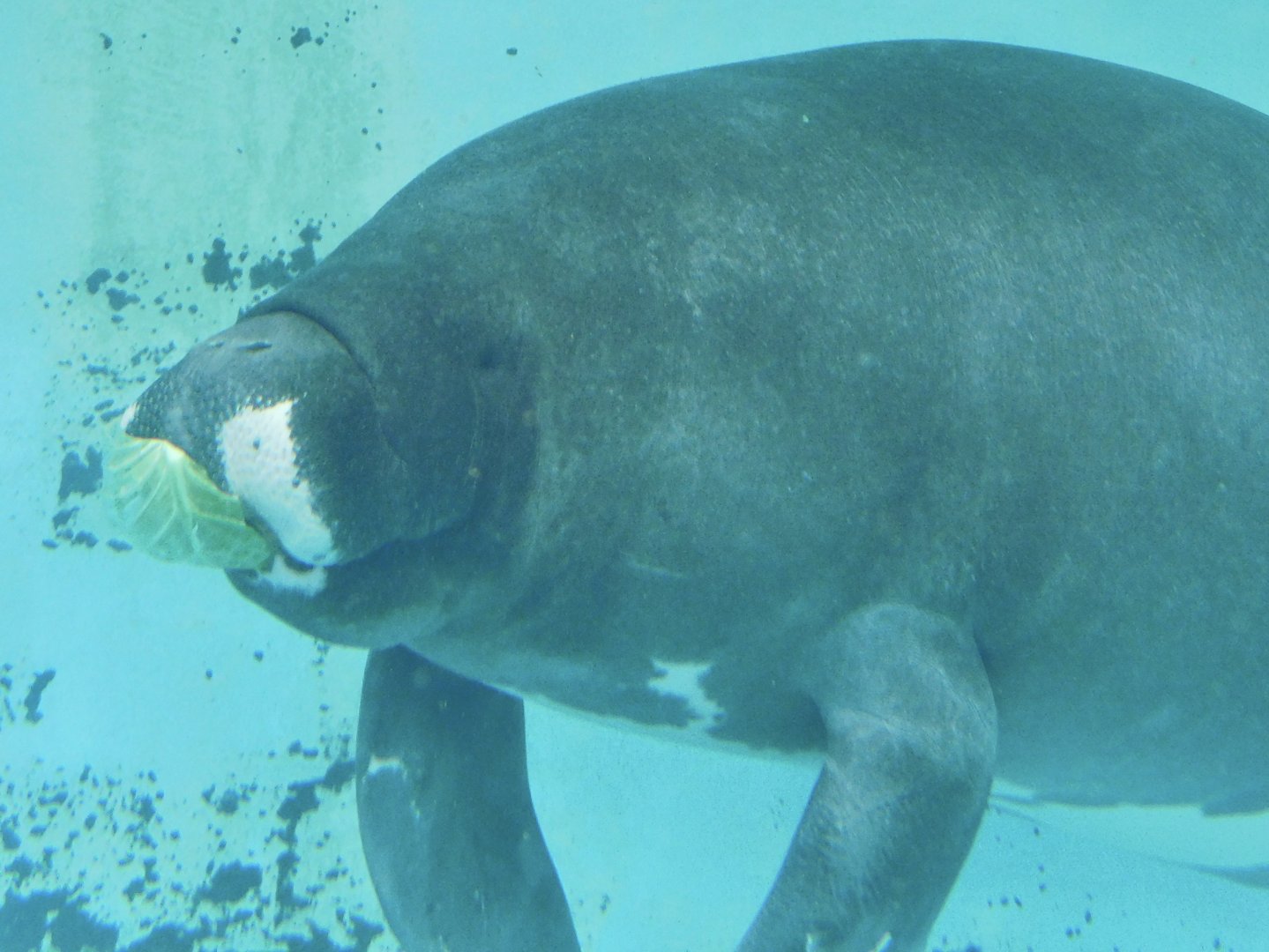Junto the Amazonian Manatee (Trichechus inunguis) December 6, 2025