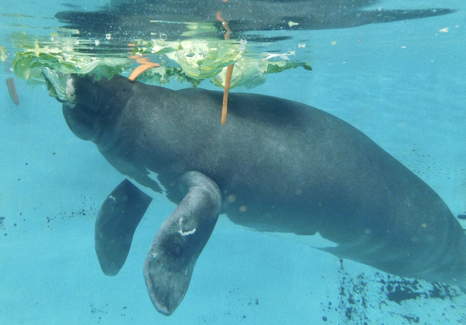 Junto the Amazonian Manatee (Trichechus inunguis) December 6, 2025