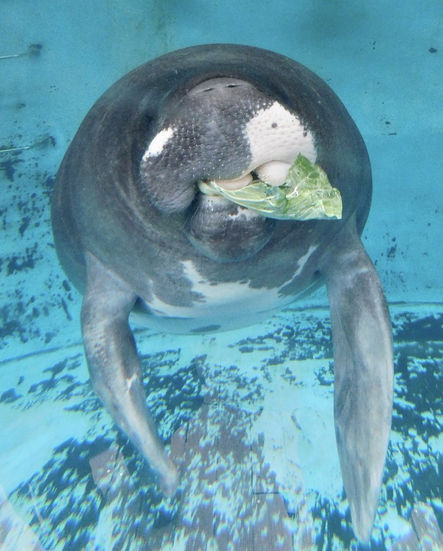 Junto the Amazonian Manatee (Trichechus inunguis) December 6, 2025