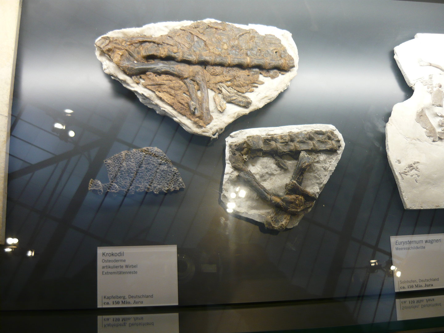 Jurassic crocodylomorph fossils