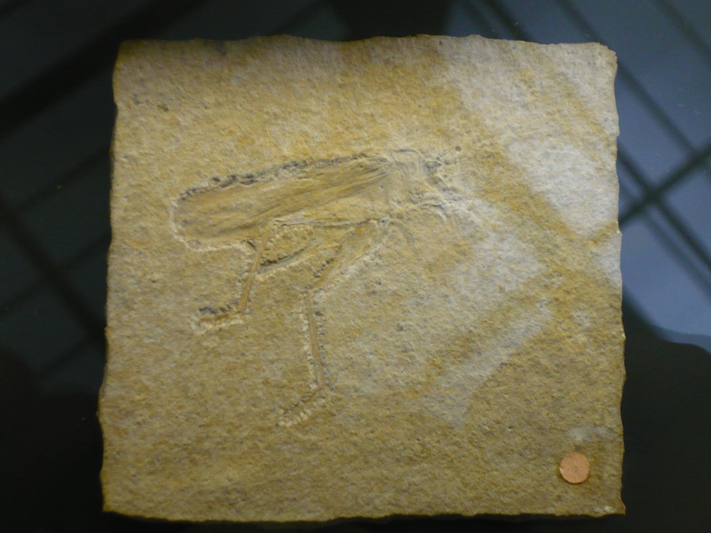 Jurassic orthopteran