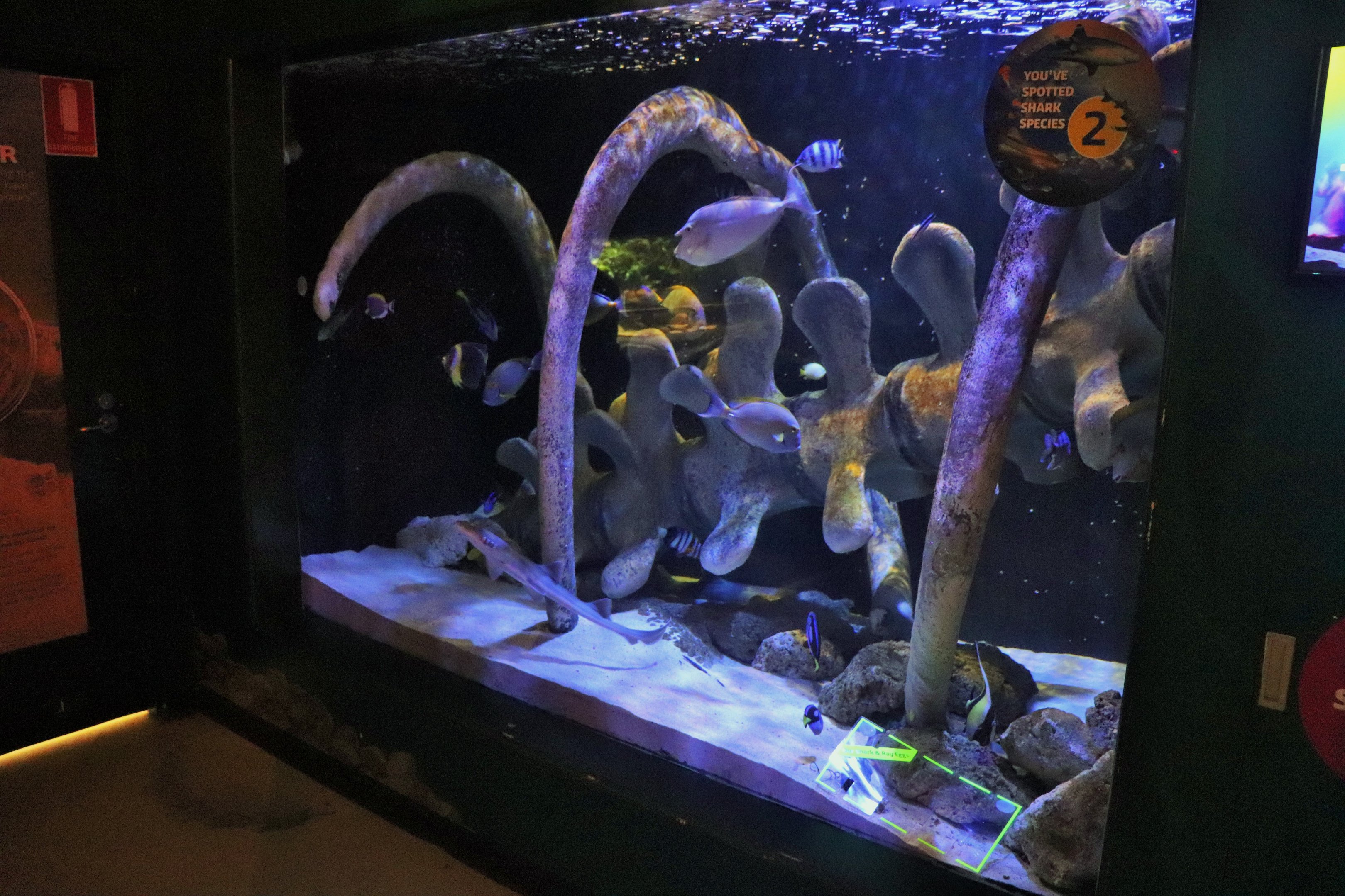 Jurassic Seas- Bamboo Shark/Fish Tank