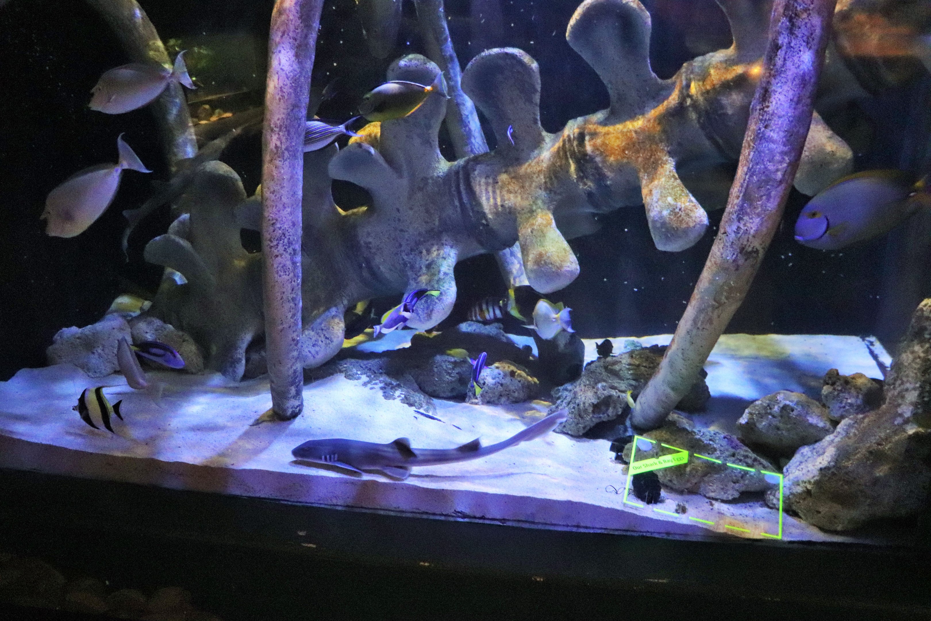 Jurassic Seas- Bamboo Shark/Fish Tank