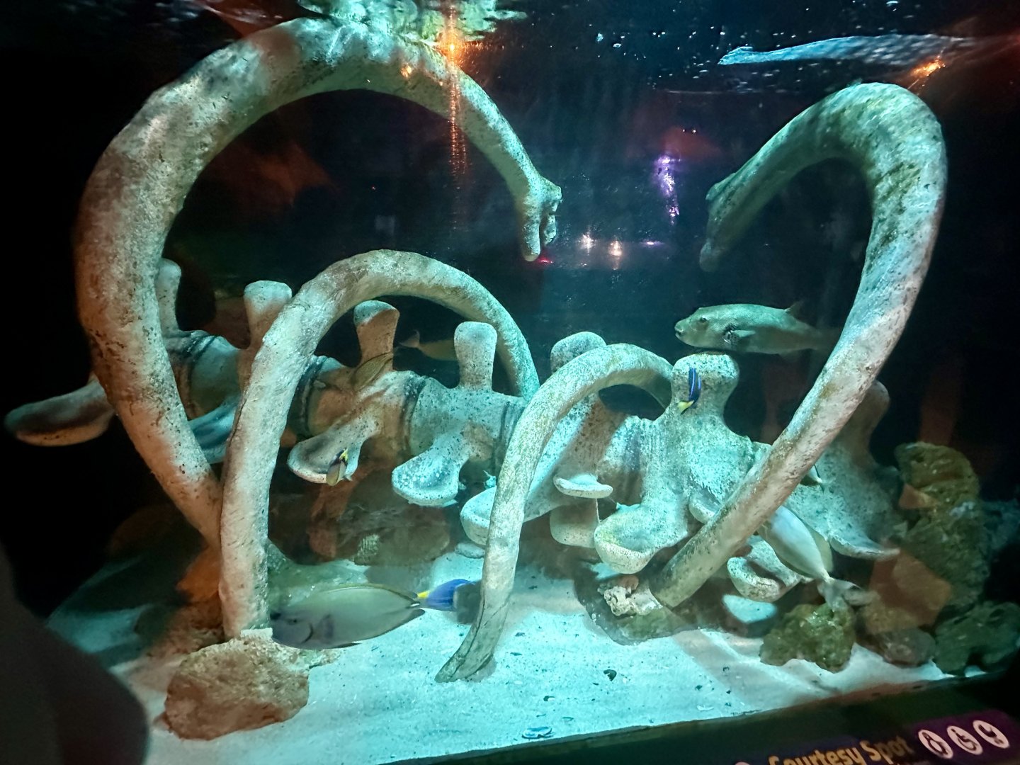 Jurassic Seas Precinct