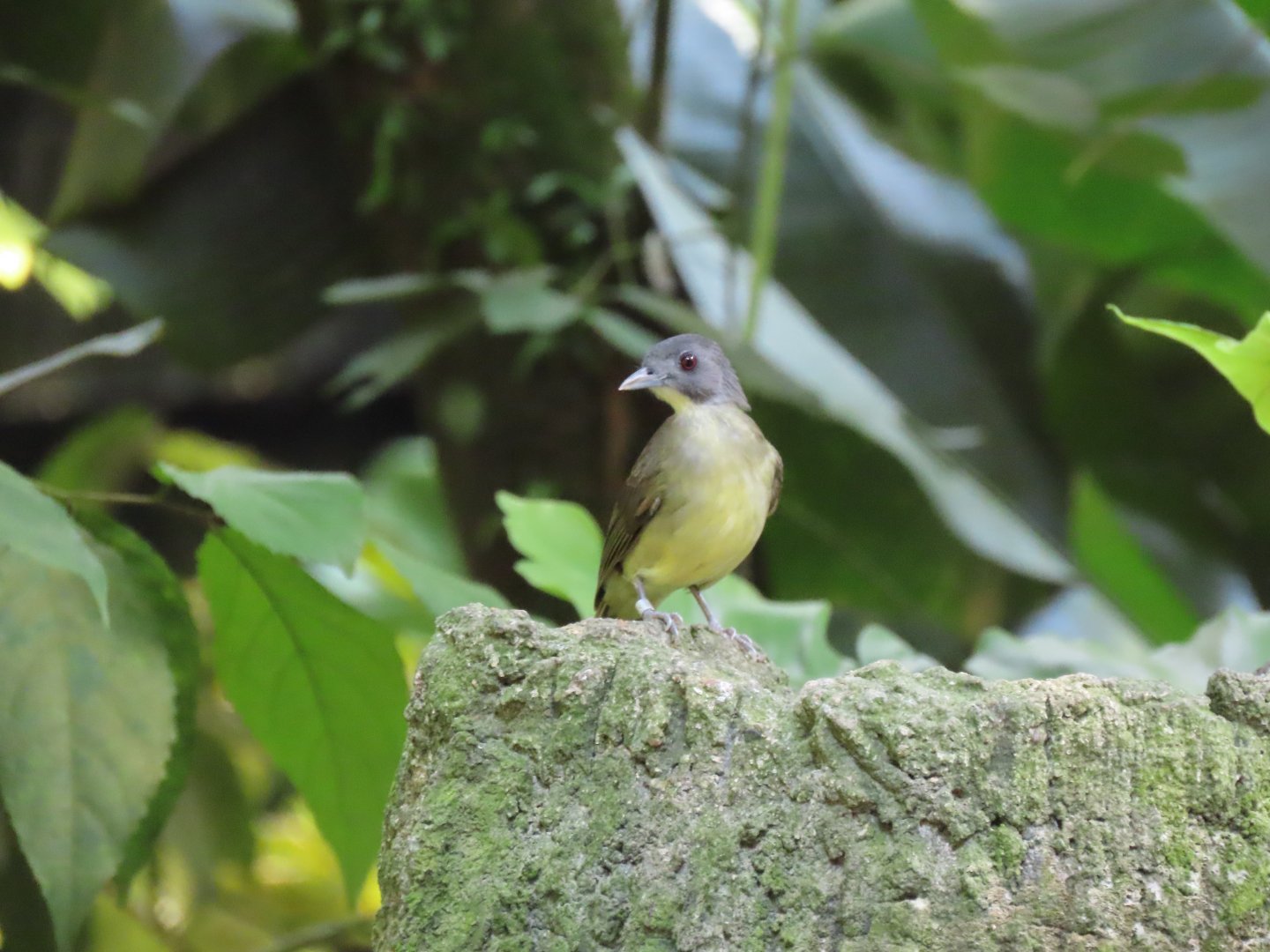 Jurong bird ID