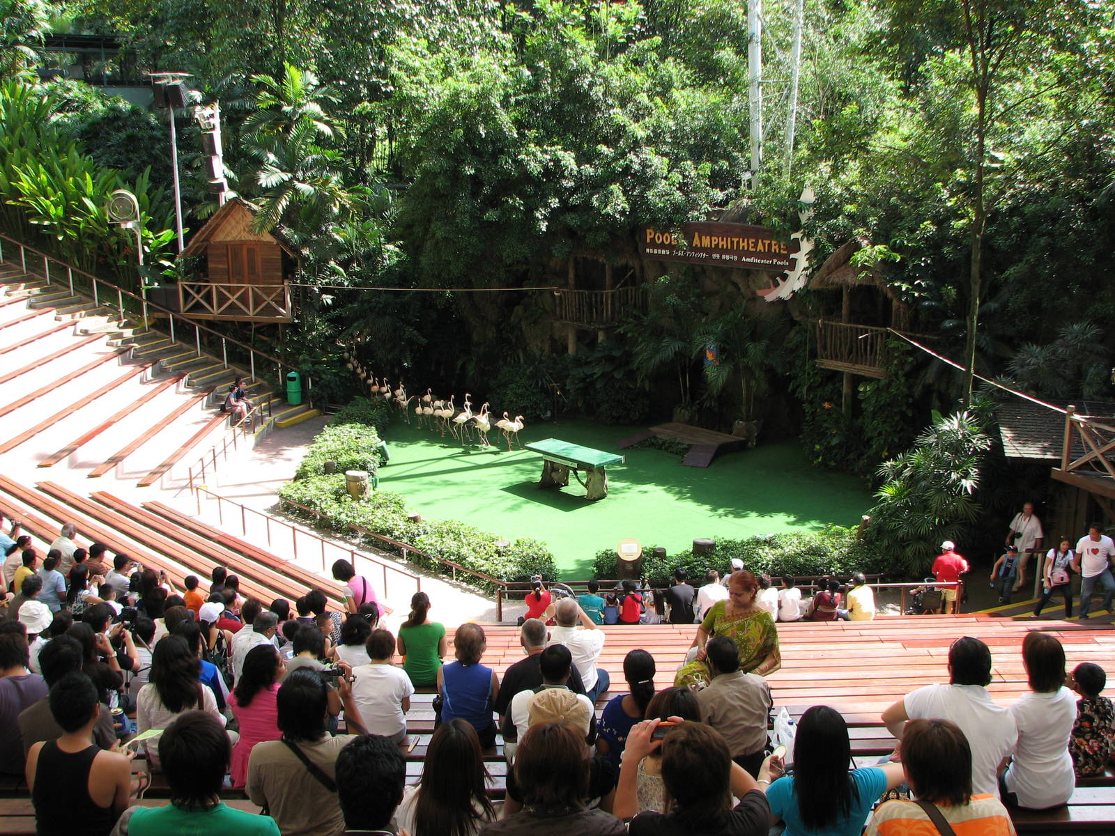 Jurong Bird Park 2008 - Flamingos enter the Pools Amphitheatre