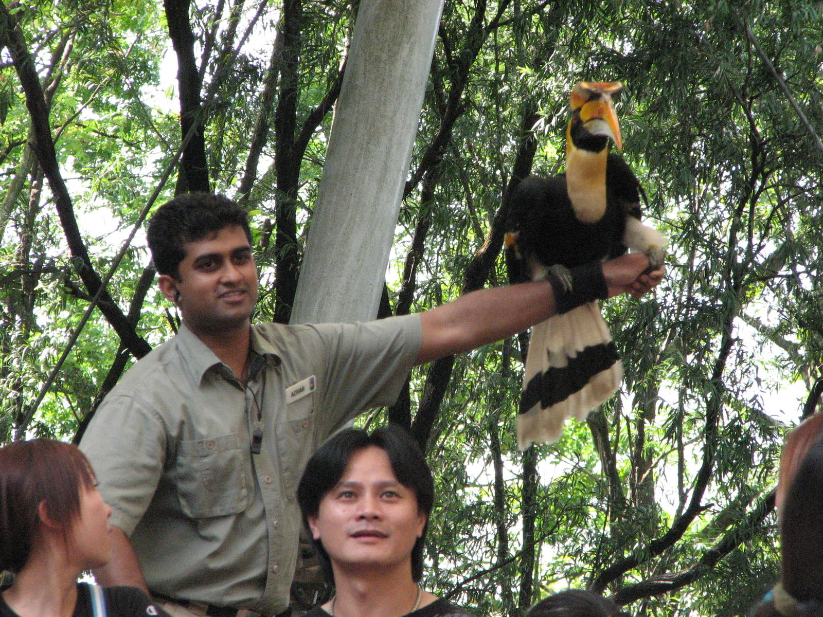 Jurong Bird Park 2008 - Great Hornbill in the Pools Amphitheatre