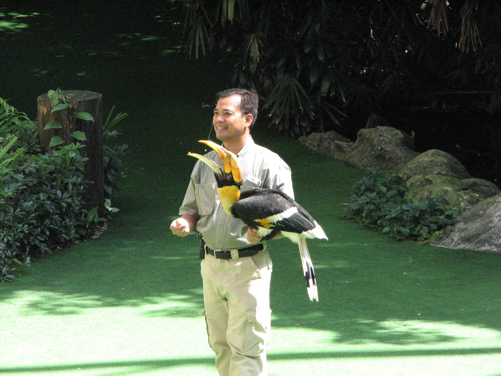Jurong Bird Park 2008 - Great Hornbill in the Pools Amphitheatre