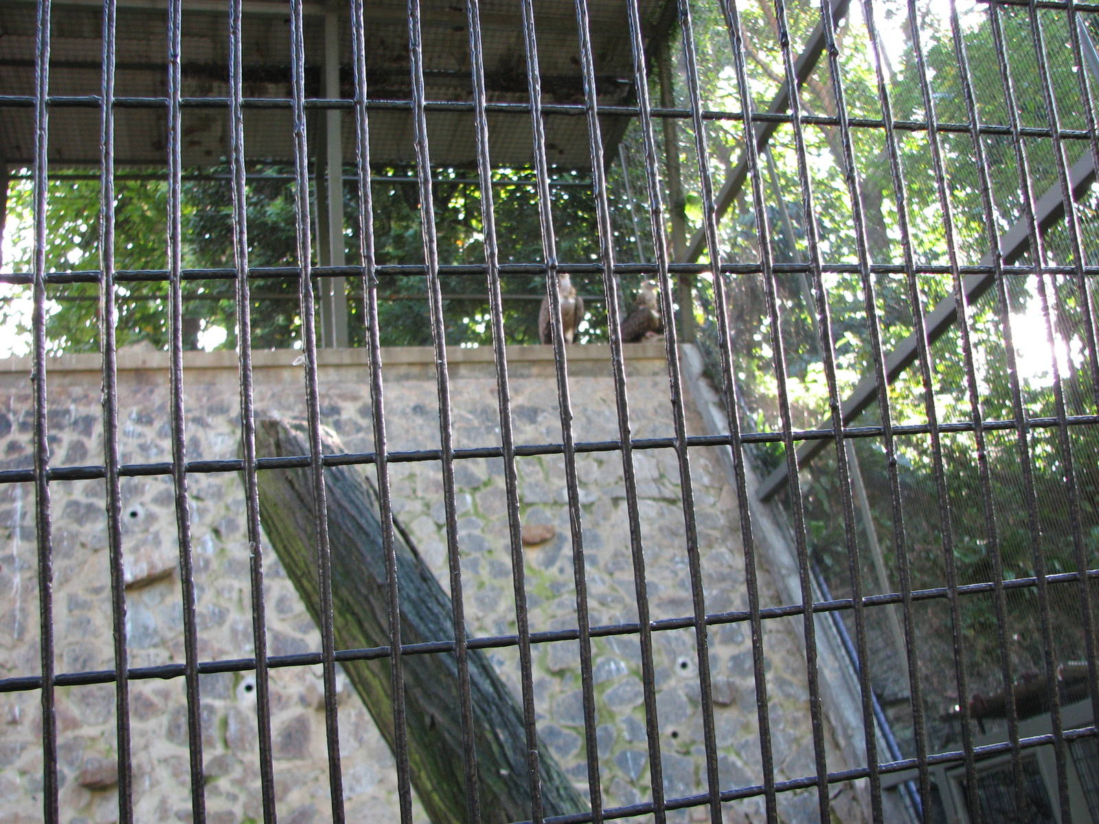 Jurong Bird Park 2008 - Himalayan Griffon Vultures in the second Birds of P