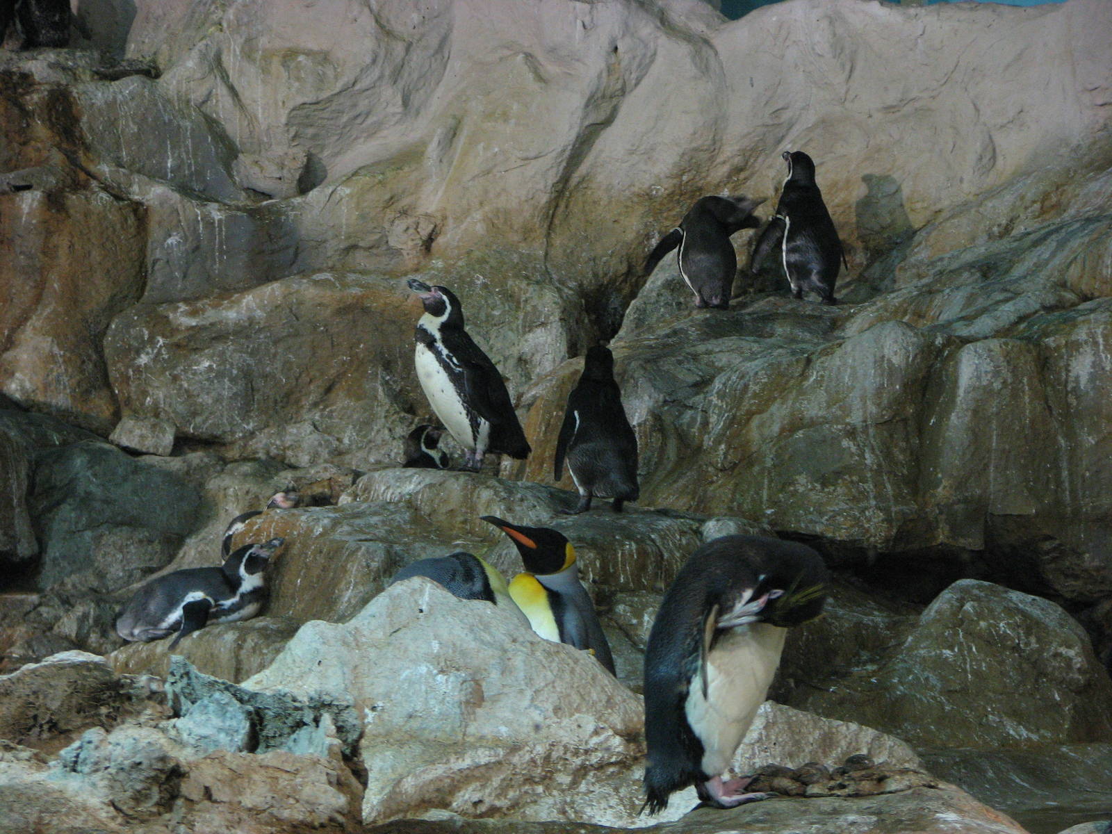 Jurong Bird Park 2008 - Humboldt, Maccaroni and King Penguins in Penguin Ex