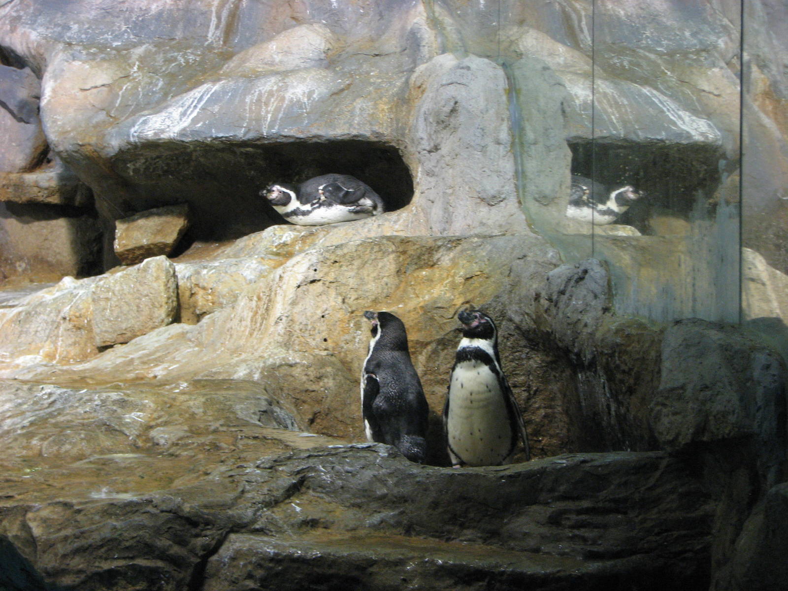 Jurong Bird Park 2008 - Humboldt Penguins in Penguin Expedition