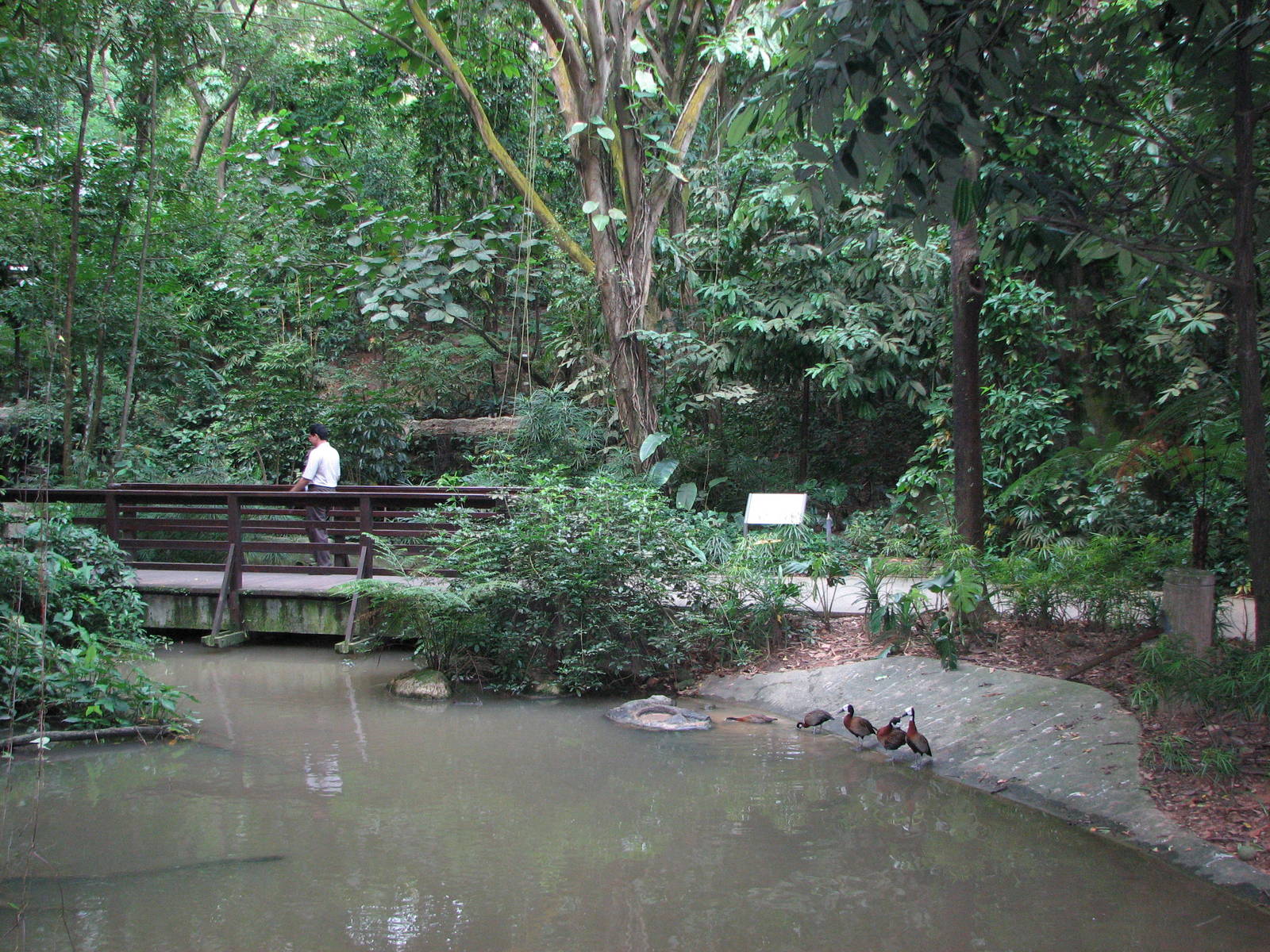 Jurong Bird Park 2008 - Inside the Waterfall Aviary