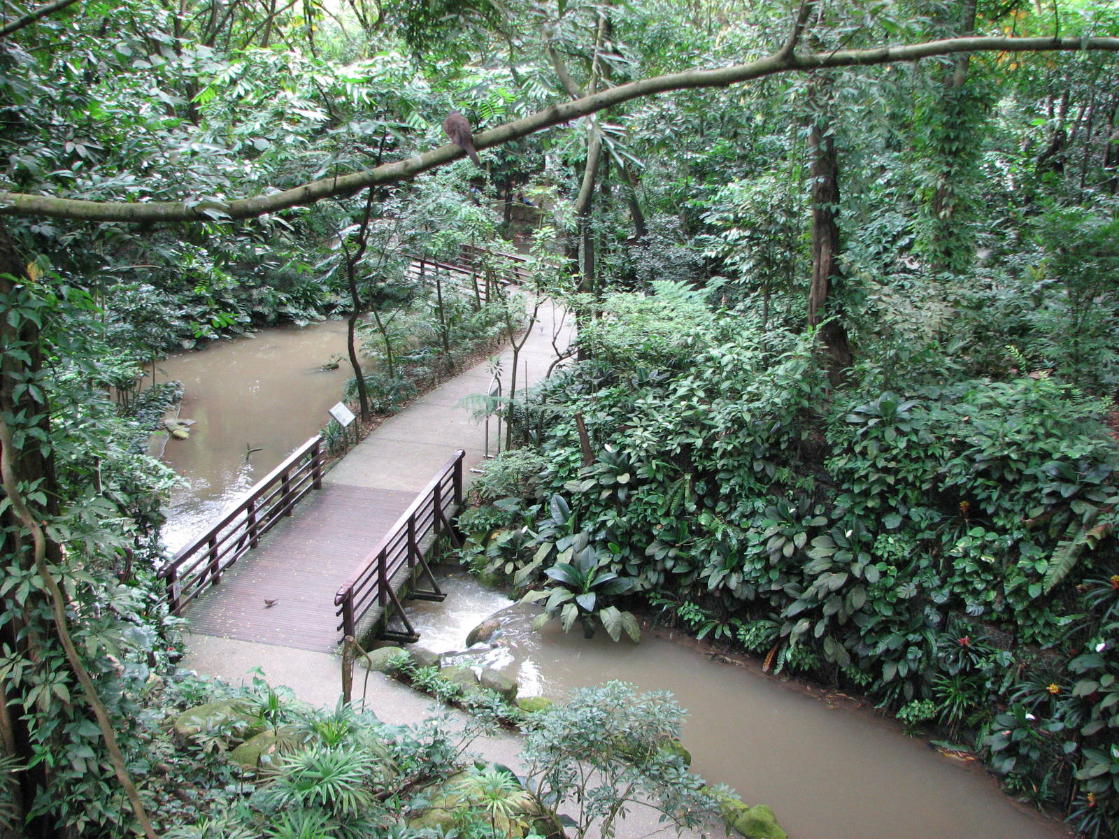 Jurong Bird Park 2008 - Inside the Waterfall Aviary