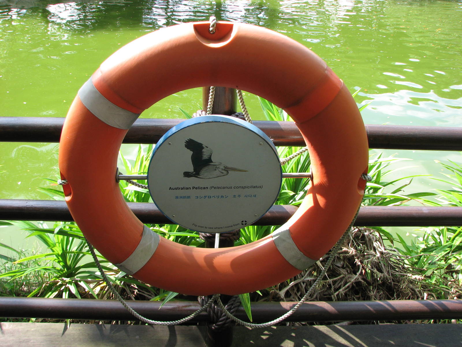 Jurong Bird Park 2008 - Label at the Pelican Lagoon