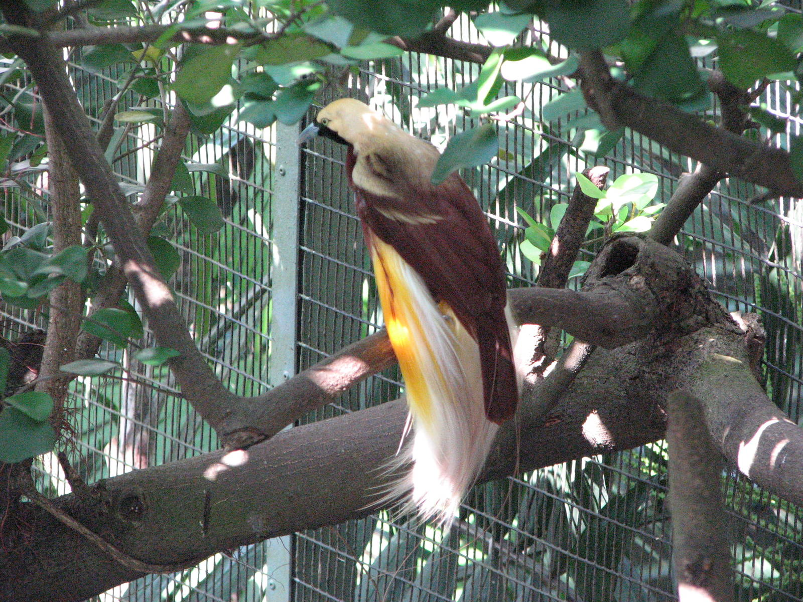 Jurong Bird Park 2008 - Lesser Bird of Paradise