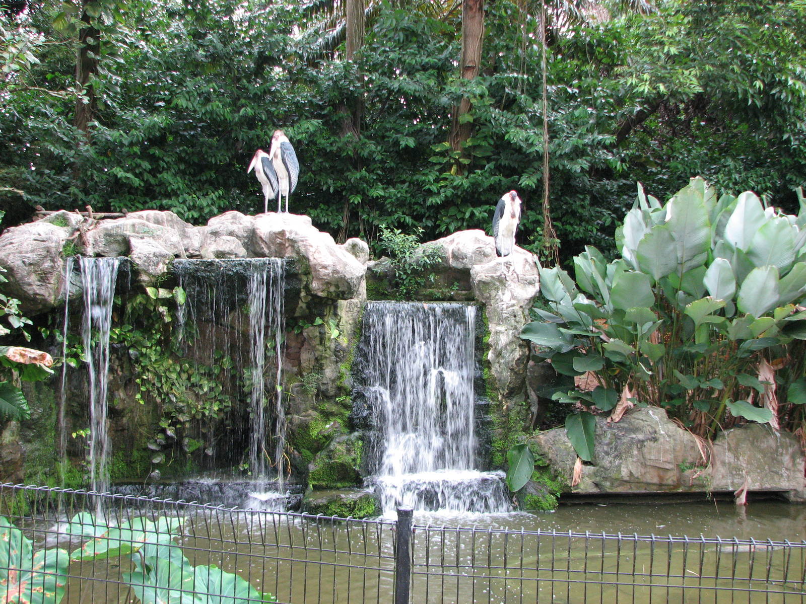 Jurong Bird Park 2008 - Marabu exhibit