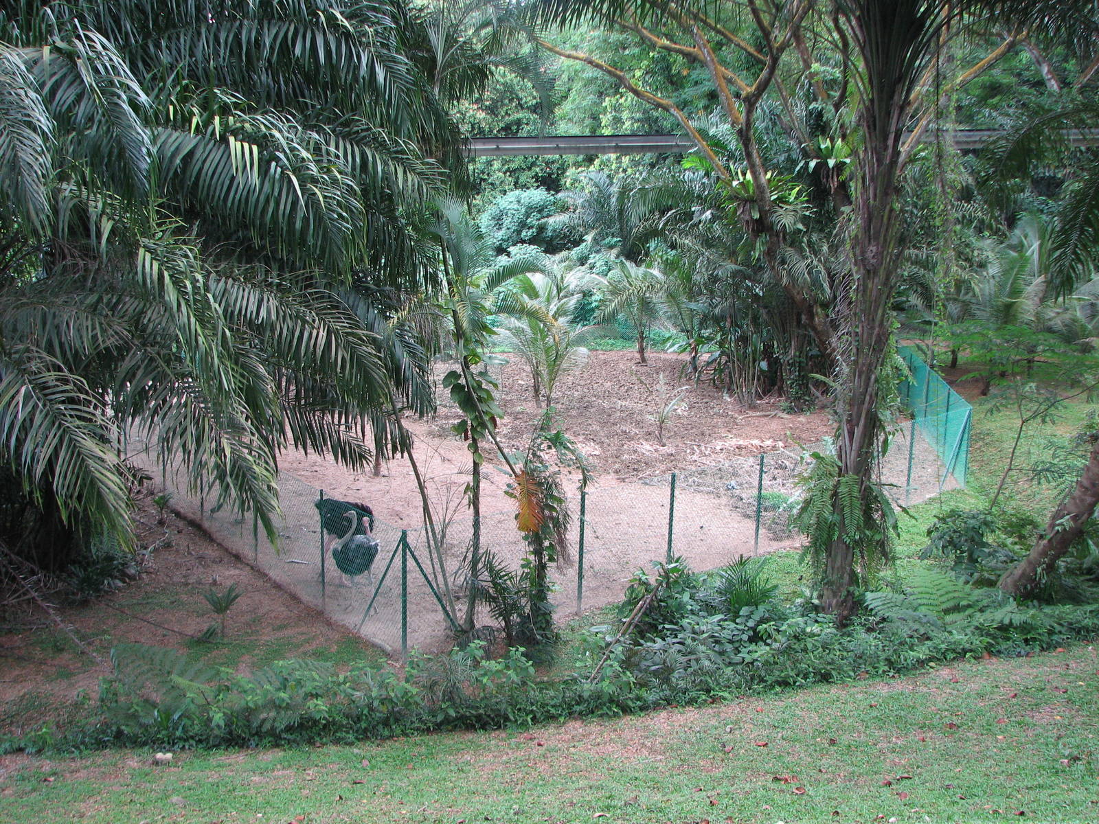 Jurong Bird Park 2008 - Ostrich enclosure seen from the Monorail