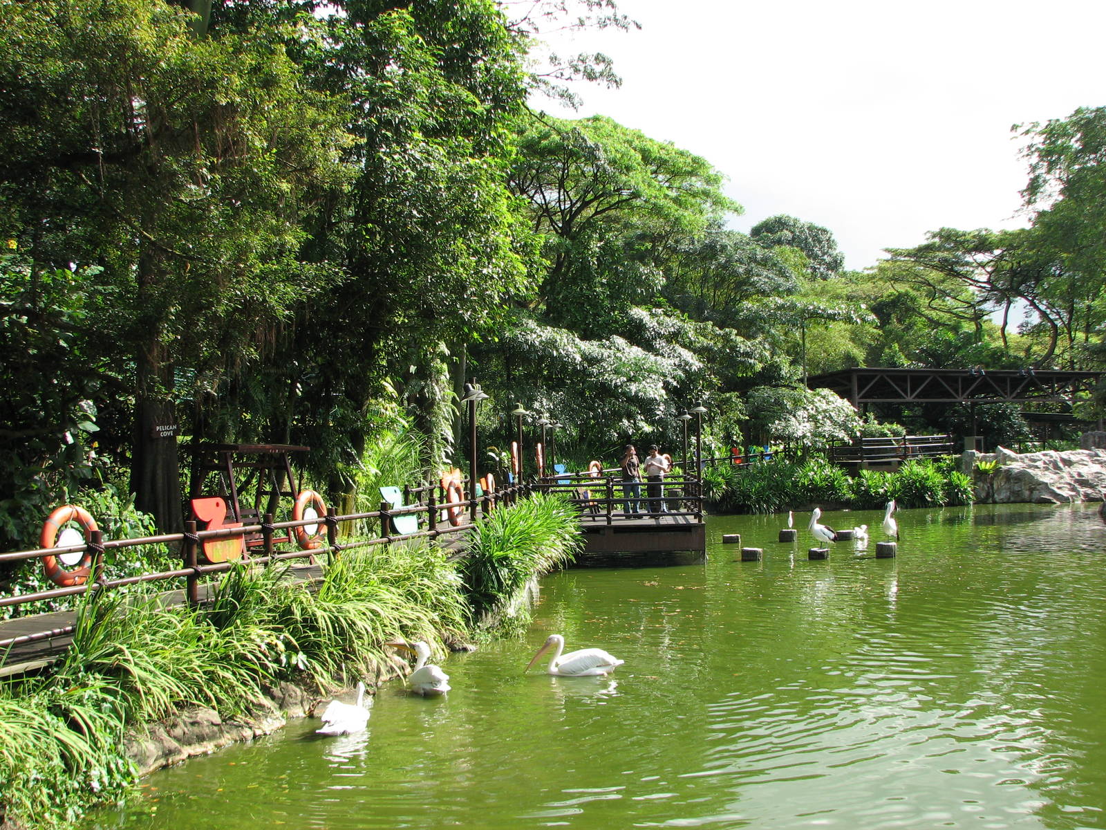 Jurong Bird Park 2008 - Pelican Lagoon