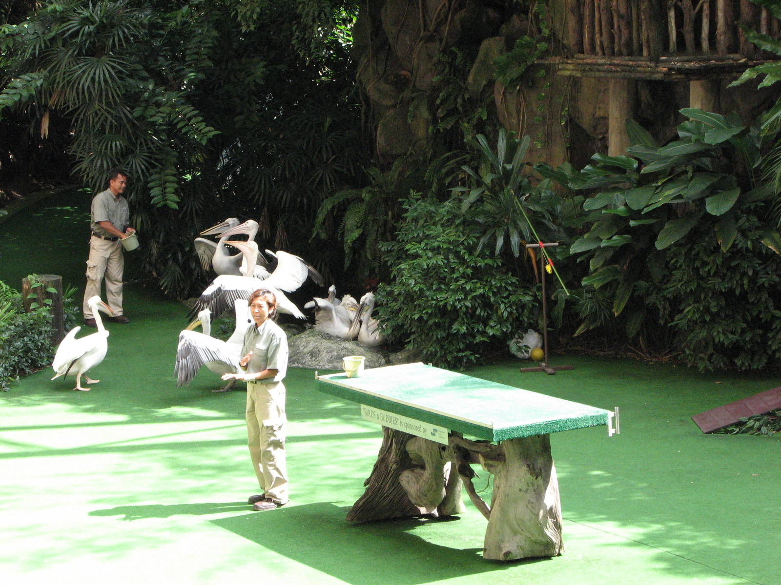 Jurong Bird Park 2008 - Pelicans leave the Pools Amphitheatre