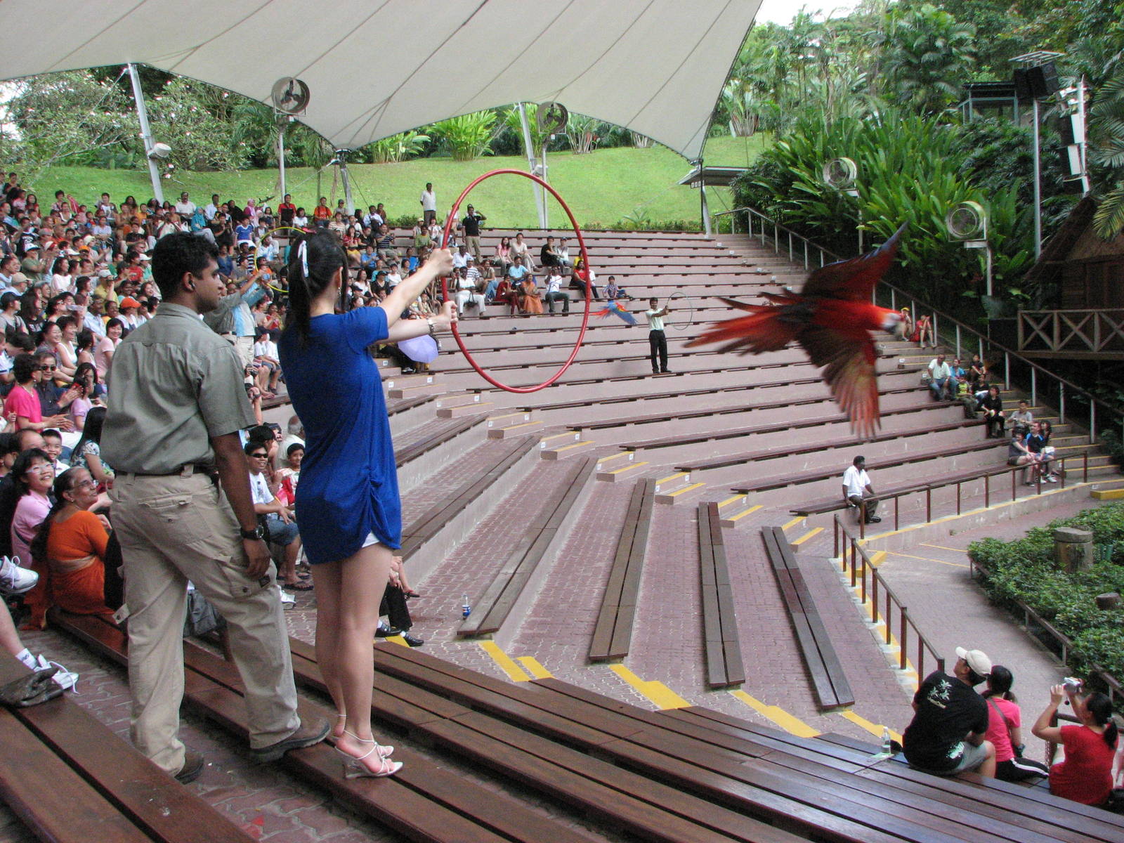 Jurong Bird Park 2008 - Scarlet Macaw in the Pools Amphitheatre